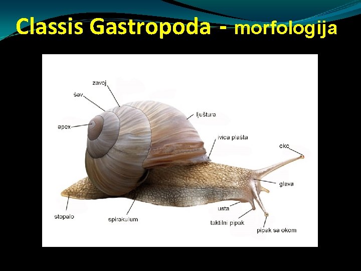Classis Gastropoda - morfologija Classis Gastropoda - morfologija