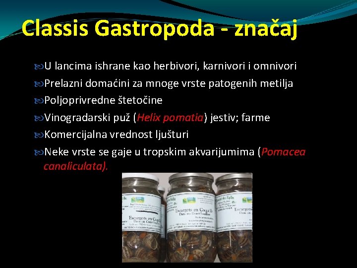 Classis Gastropoda - značaj U lancima ishrane kao herbivori, karnivori i omnivori Prelazni domaćini Classis Gastropoda - značaj U lancima ishrane kao herbivori, karnivori i omnivori Prelazni domaćini