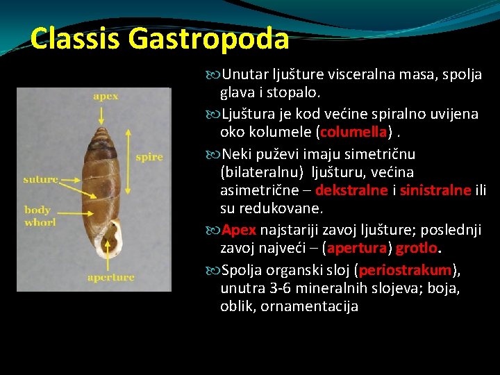 Classis Gastropoda Unutar ljušture visceralna masa, spolja glava i stopalo. Ljuštura je kod većine Classis Gastropoda Unutar ljušture visceralna masa, spolja glava i stopalo. Ljuštura je kod većine