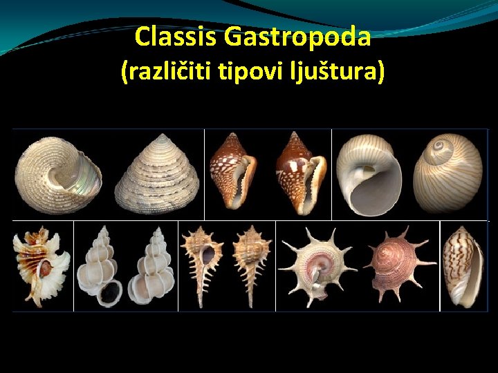 Classis Gastropoda (različiti tipovi ljuštura) Classis Gastropoda (različiti tipovi ljuštura)