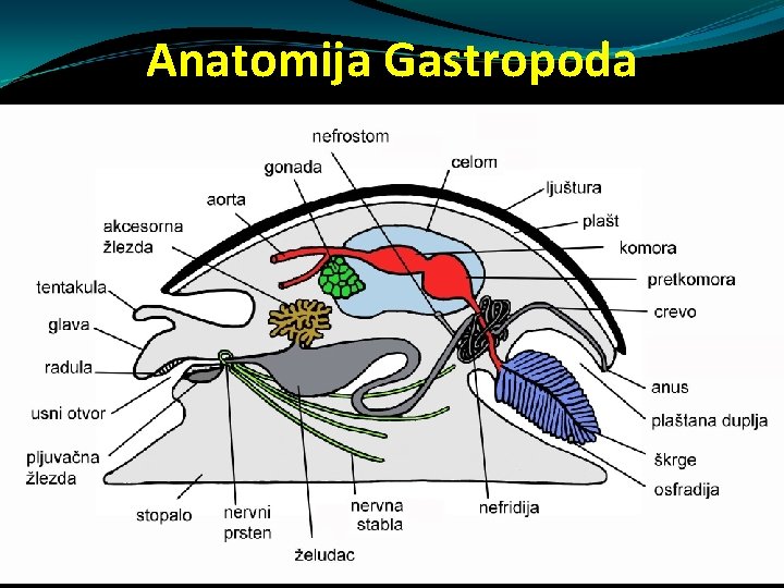 Anatomija Gastropoda gonoduct škrge Plaštana duplja Anatomija Gastropoda gonoduct škrge Plaštana duplja
