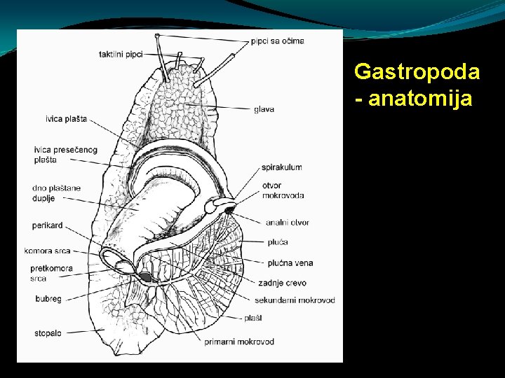 Gastropoda - anatomija Gastropoda - anatomija