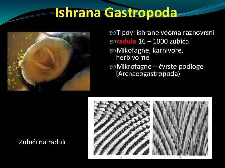 Ishrana Gastropoda Tipovi ishrane veoma raznovrsni radula 16 – 1000 zubića Mikofagne, karnivore, herbivorne Ishrana Gastropoda Tipovi ishrane veoma raznovrsni radula 16 – 1000 zubića Mikofagne, karnivore, herbivorne