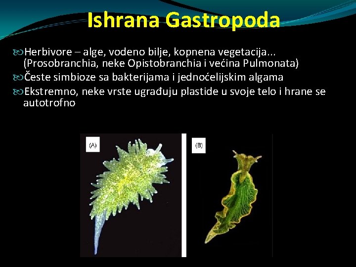 Ishrana Gastropoda Herbivore – alge, vodeno bilje, kopnena vegetacija. . . (Prosobranchia, neke Opistobranchia Ishrana Gastropoda Herbivore – alge, vodeno bilje, kopnena vegetacija. . . (Prosobranchia, neke Opistobranchia