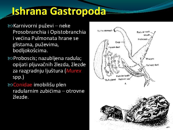 Ishrana Gastropoda Karnivorni puževi – neke Prosobranchia i Opistobranchia i većina Pulmonata hrane se Ishrana Gastropoda Karnivorni puževi – neke Prosobranchia i Opistobranchia i većina Pulmonata hrane se