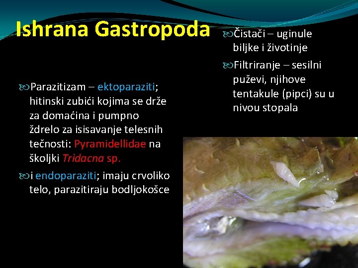 Ishrana Gastropoda Parazitizam – ektoparaziti; hitinski zubići kojima se drže za domaćina i pumpno Ishrana Gastropoda Parazitizam – ektoparaziti; hitinski zubići kojima se drže za domaćina i pumpno