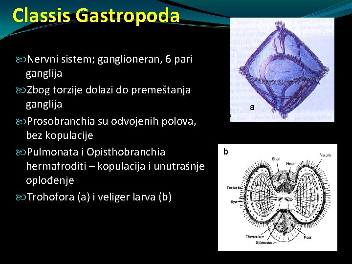 Classis Gastropoda Nervni sistem; ganglioneran, 6 pari ganglija Zbog torzije dolazi do premeštanja ganglija Classis Gastropoda Nervni sistem; ganglioneran, 6 pari ganglija Zbog torzije dolazi do premeštanja ganglija