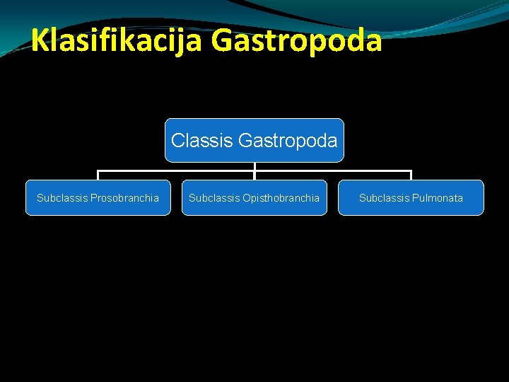 Klasifikacija Gastropoda Classis Gastropoda Subclassis Prosobranchia Subclassis Opisthobranchia Subclassis Pulmonata Klasifikacija Gastropoda Classis Gastropoda Subclassis Prosobranchia Subclassis Opisthobranchia Subclassis Pulmonata