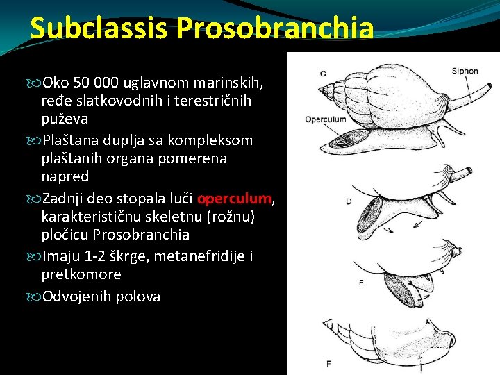 Subclassis Prosobranchia Oko 50 000 uglavnom marinskih, ređe slatkovodnih i terestričnih puževa Plaštana duplja Subclassis Prosobranchia Oko 50 000 uglavnom marinskih, ređe slatkovodnih i terestričnih puževa Plaštana duplja