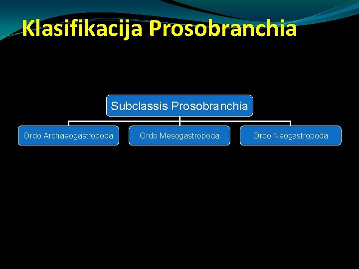 Klasifikacija Prosobranchia Subclassis Prosobranchia Ordo Archaeogastropoda Ordo Mesogastropoda Ordo Neogastropoda Klasifikacija Prosobranchia Subclassis Prosobranchia Ordo Archaeogastropoda Ordo Mesogastropoda Ordo Neogastropoda