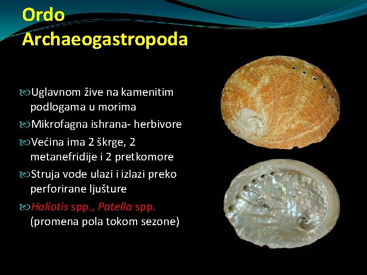 Ordo Archaeogastropoda Uglavnom žive na kamenitim podlogama u morima Mikrofagna ishrana- herbivore Većina ima Ordo Archaeogastropoda Uglavnom žive na kamenitim podlogama u morima Mikrofagna ishrana- herbivore Većina ima