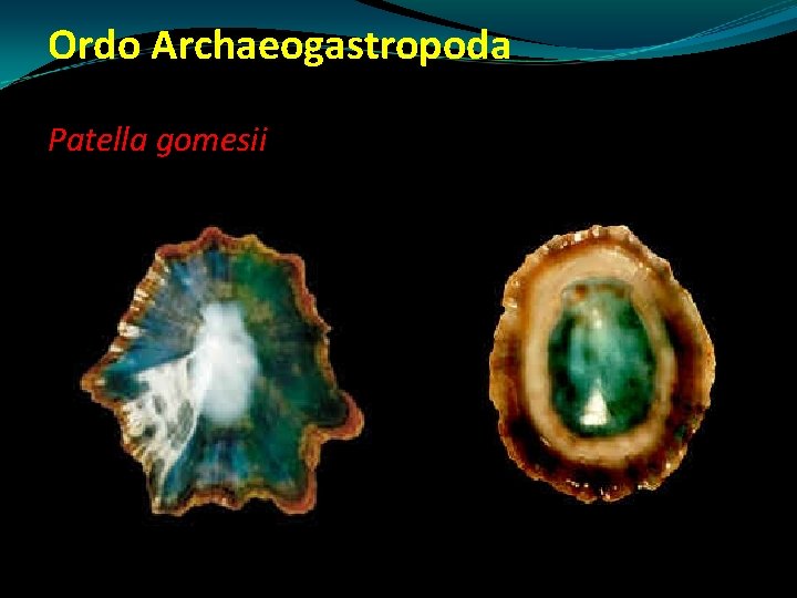 Ordo Archaeogastropoda Patella gomesii Ordo Archaeogastropoda Patella gomesii