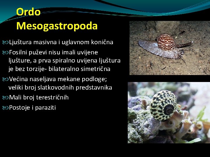 Ordo Mesogastropoda Ljuštura masivna i uglavnom konična Fosilni puževi nisu imali uvijene ljušture, a Ordo Mesogastropoda Ljuštura masivna i uglavnom konična Fosilni puževi nisu imali uvijene ljušture, a