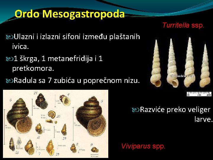 Ordo Mesogastropoda Turritella ssp. Ulazni i izlazni sifoni između plaštanih ivica. 1 škrga, 1 Ordo Mesogastropoda Turritella ssp. Ulazni i izlazni sifoni između plaštanih ivica. 1 škrga, 1