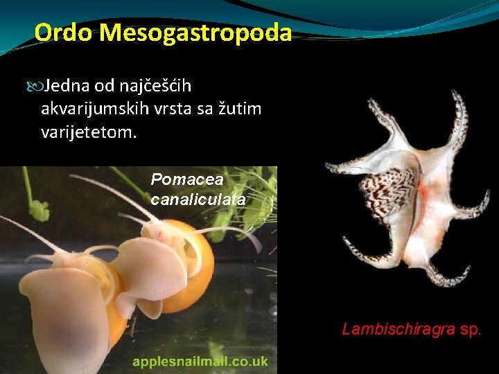 Ordo Mesogastropoda Jedna od najčešćih akvarijumskih vrsta sa žutim varijetetom. Pomacea canaliculata Lambischiragra sp. Ordo Mesogastropoda Jedna od najčešćih akvarijumskih vrsta sa žutim varijetetom. Pomacea canaliculata Lambischiragra sp.