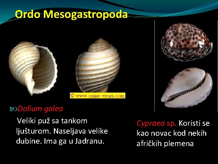 Ordo Mesogastropoda Dolium galea Veliki puž sa tankom ljušturom. Naseljava velike dubine. Ima ga Ordo Mesogastropoda Dolium galea Veliki puž sa tankom ljušturom. Naseljava velike dubine. Ima ga