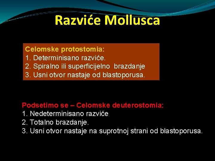Razviće Mollusca Celomske protostomia: 1. Determinisano razviće. 2. Spiralno ili superficijelno brazdanje 3. Usni Razviće Mollusca Celomske protostomia: 1. Determinisano razviće. 2. Spiralno ili superficijelno brazdanje 3. Usni