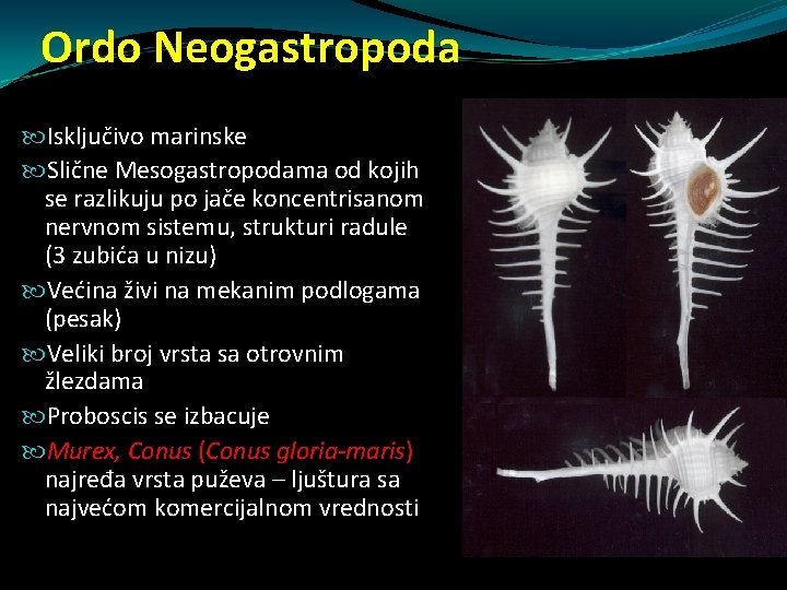 Ordo Neogastropoda Isključivo marinske Slične Mesogastropodama od kojih se razlikuju po jače koncentrisanom nervnom Ordo Neogastropoda Isključivo marinske Slične Mesogastropodama od kojih se razlikuju po jače koncentrisanom nervnom