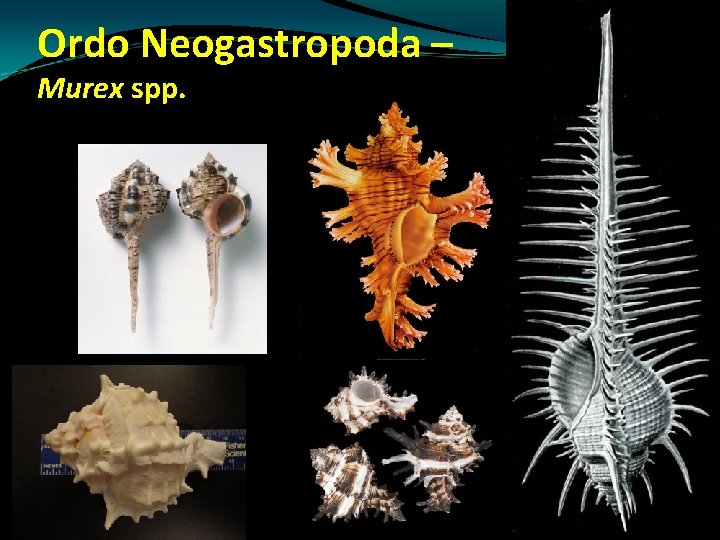 Ordo Neogastropoda – Murex spp. Ordo Neogastropoda – Murex spp.