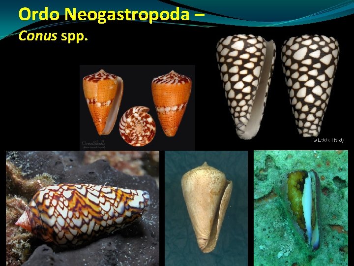 Ordo Neogastropoda – Conus spp. Ordo Neogastropoda – Conus spp.