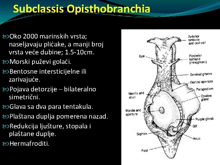 Subclassis Opisthobranchia Oko 2000 marinskih vrsta; naseljavaju plićake, a manji broj vrsta veće dubine; Subclassis Opisthobranchia Oko 2000 marinskih vrsta; naseljavaju plićake, a manji broj vrsta veće dubine;