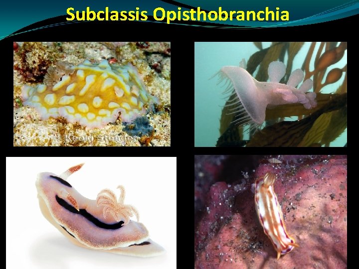 Subclassis Opisthobranchia Subclassis Opisthobranchia