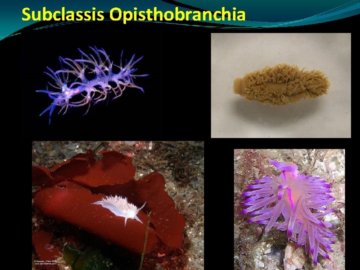 Subclassis Opisthobranchia Subclassis Opisthobranchia