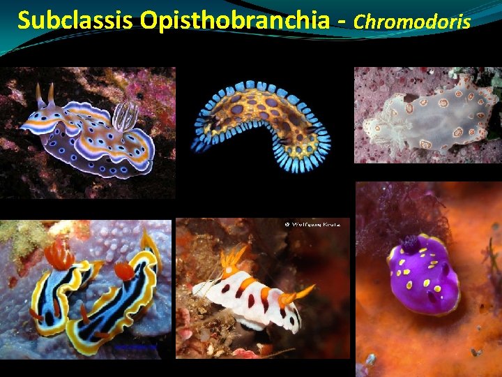 Subclassis Opisthobranchia - Chromodoris Subclassis Opisthobranchia - Chromodoris