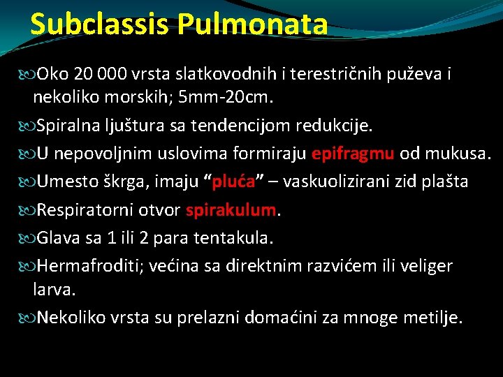 Subclassis Pulmonata Oko 20 000 vrsta slatkovodnih i terestričnih puževa i nekoliko morskih; 5 Subclassis Pulmonata Oko 20 000 vrsta slatkovodnih i terestričnih puževa i nekoliko morskih; 5
