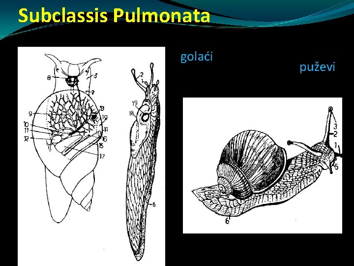 Subclassis Pulmonata golaći puževi Subclassis Pulmonata golaći puževi