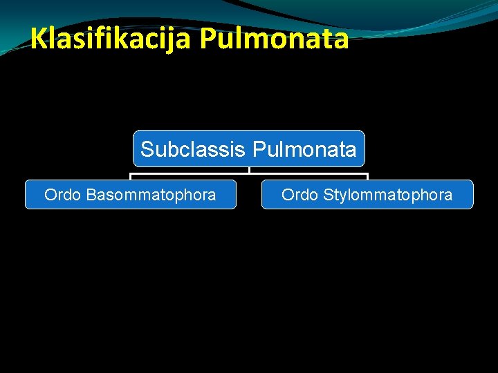 Klasifikacija Pulmonata Subclassis Pulmonata Ordo Basommatophora Ordo Stylommatophora Klasifikacija Pulmonata Subclassis Pulmonata Ordo Basommatophora Ordo Stylommatophora