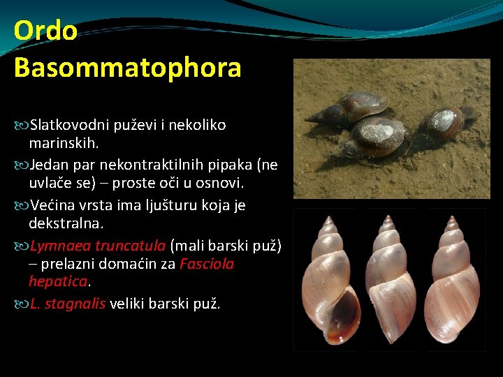 Ordo Basommatophora Slatkovodni puževi i nekoliko marinskih. Jedan par nekontraktilnih pipaka (ne uvlače se) Ordo Basommatophora Slatkovodni puževi i nekoliko marinskih. Jedan par nekontraktilnih pipaka (ne uvlače se)