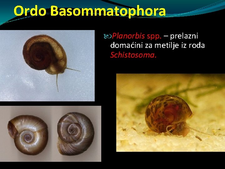 Ordo Basommatophora Planorbis spp. – prelazni domaćini za metilje iz roda Schistosoma. Ordo Basommatophora Planorbis spp. – prelazni domaćini za metilje iz roda Schistosoma.