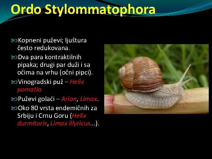 Ordo Stylommatophora Kopneni puževi; ljuštura često redukovana. Dva para kontraktilnih pipaka; drugi par duži Ordo Stylommatophora Kopneni puževi; ljuštura često redukovana. Dva para kontraktilnih pipaka; drugi par duži