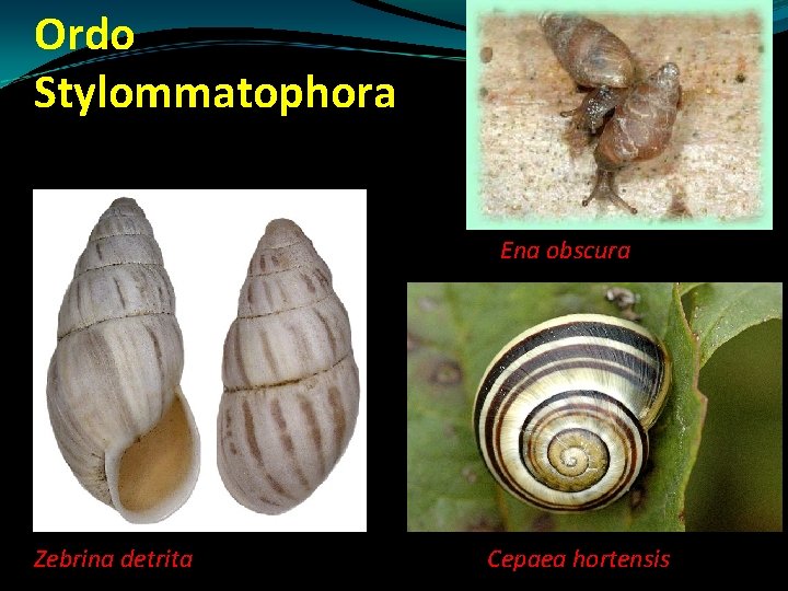 Ordo Stylommatophora Ena obscura Zebrina detrita Cepaea hortensis Ordo Stylommatophora Ena obscura Zebrina detrita Cepaea hortensis