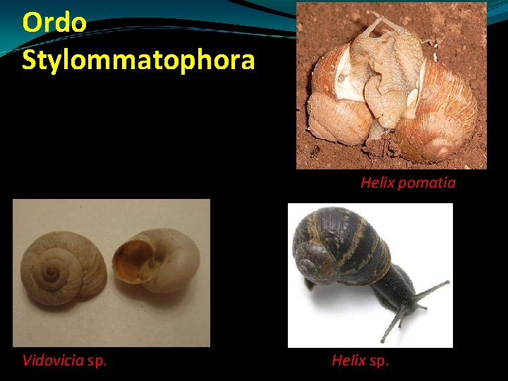Ordo Stylommatophora Helix pomatia Vidovicia sp. Helix sp. Ordo Stylommatophora Helix pomatia Vidovicia sp. Helix sp.