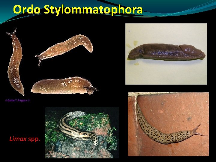 Ordo Stylommatophora Limax spp. Ordo Stylommatophora Limax spp.