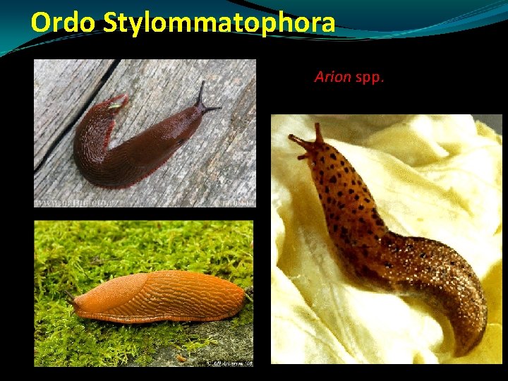 Ordo Stylommatophora Arion spp. Ordo Stylommatophora Arion spp.