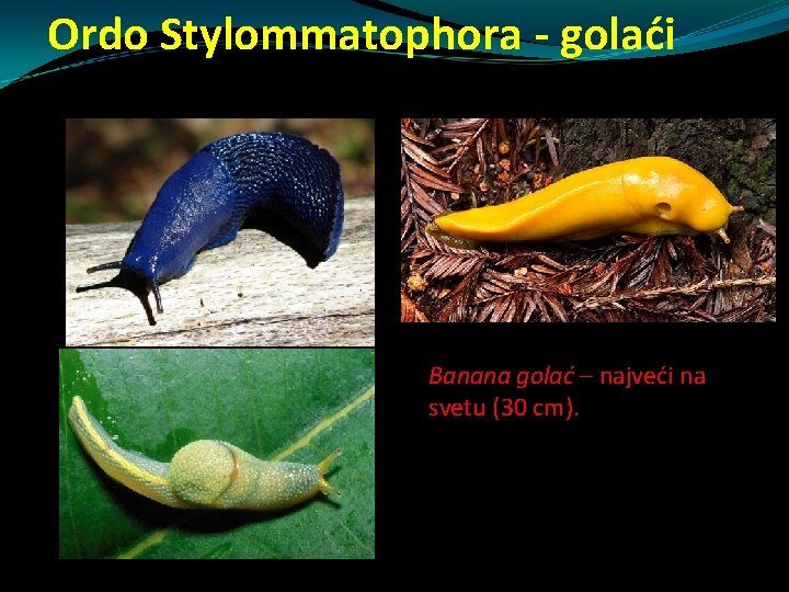 Ordo Stylommatophora - golaći Banana golać – najveći na svetu (30 cm). Ordo Stylommatophora - golaći Banana golać – najveći na svetu (30 cm).