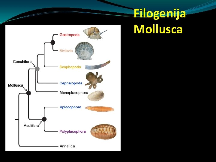 Filogenija Mollusca Filogenija Mollusca