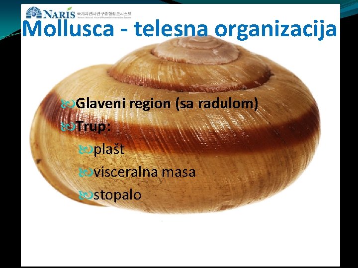 Mollusca - telesna organizacija Glaveni region (sa radulom) Trup: plašt visceralna masa stopalo Mollusca - telesna organizacija Glaveni region (sa radulom) Trup: plašt visceralna masa stopalo