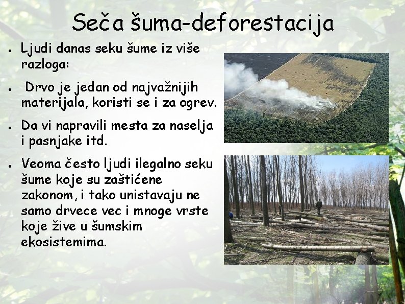 Seča šuma-deforestacija ● ● Ljudi danas seku šume iz više razloga: Drvo je jedan Seča šuma-deforestacija ● ● Ljudi danas seku šume iz više razloga: Drvo je jedan