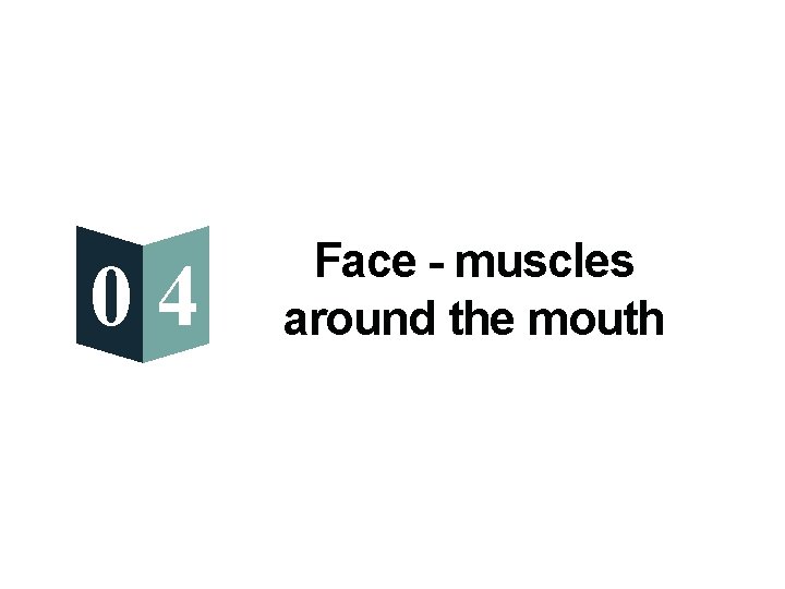 04 Face - muscles around the mouth 