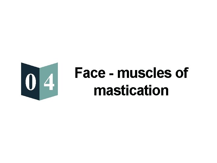 04 Face - muscles of mastication 