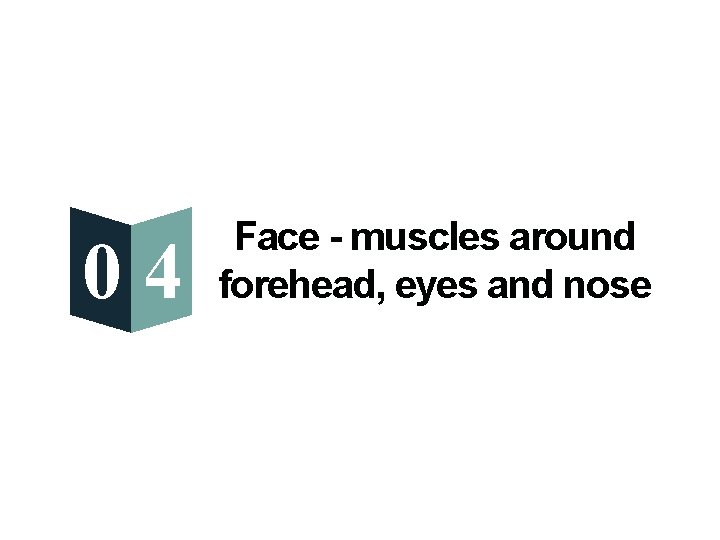 04 Face - muscles around forehead, eyes and nose 