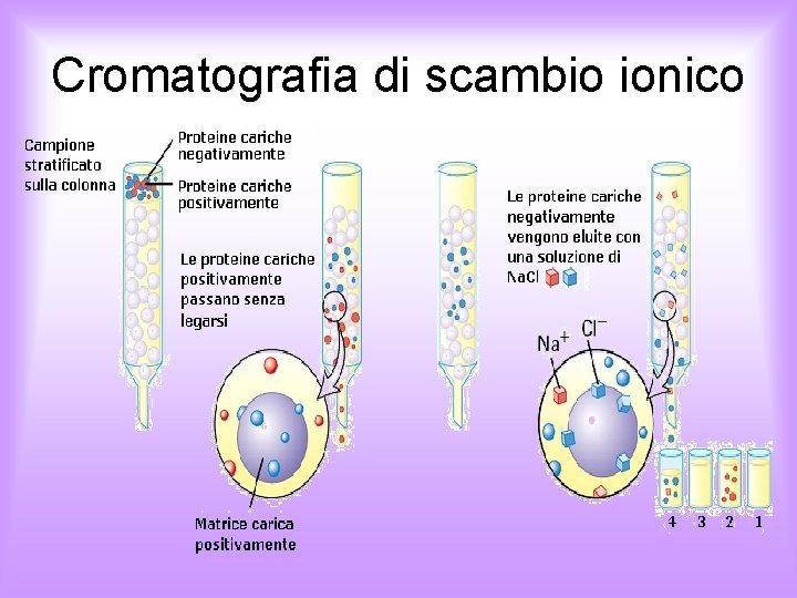 Cromatografia di scambio ionico 