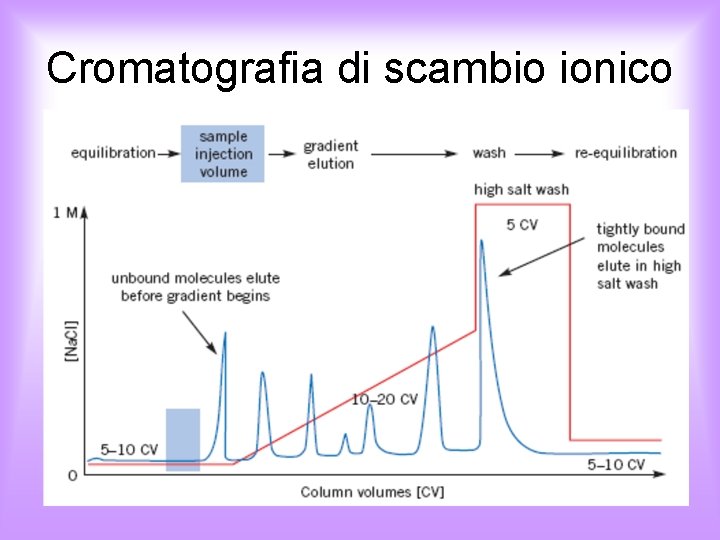 Cromatografia di scambio ionico 