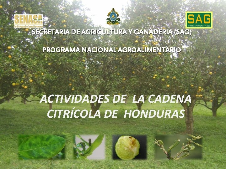 SECRETARIA DE AGRICULTURA Y GANADERIA (SAG) PROGRAMA NACIONAL AGROALIMENTARIO ACTIVIDADES DE LA CADENA CITRÍCOLA SECRETARIA DE AGRICULTURA Y GANADERIA (SAG) PROGRAMA NACIONAL AGROALIMENTARIO ACTIVIDADES DE LA CADENA CITRÍCOLA