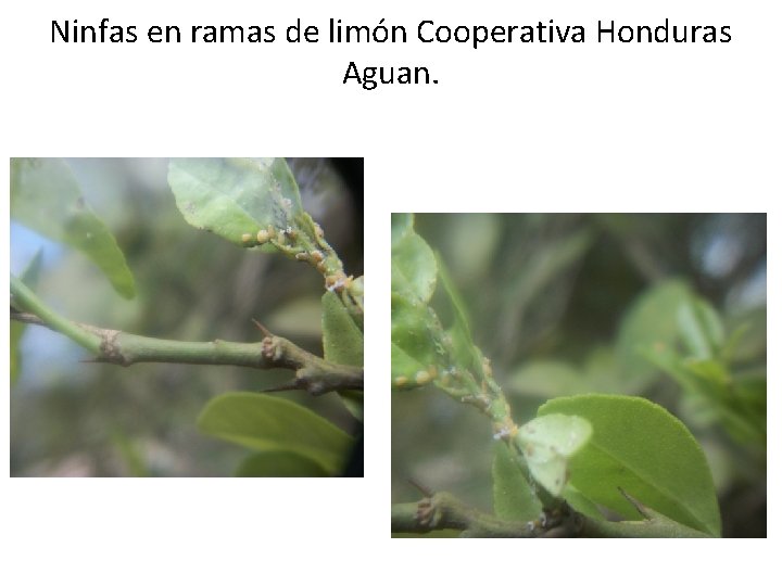 Ninfas en ramas de limón Cooperativa Honduras Aguan. Ninfas en ramas de limón Cooperativa Honduras Aguan.
