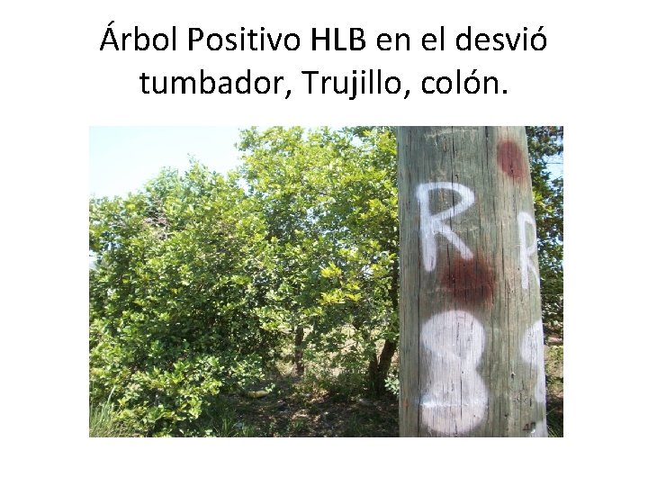 Árbol Positivo HLB en el desvió tumbador, Trujillo, colón. Árbol Positivo HLB en el desvió tumbador, Trujillo, colón.